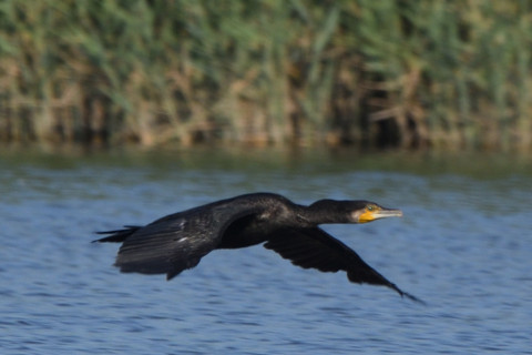 トリミング 2020/8月 SIGMA150-600C+D500 600mm F8 ss1/800 ISO250 MF