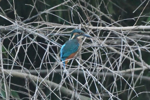 トリミング 2020/8月 SIGMA150-600C+D500 600mm F6.3 ss1/800 ISO4000