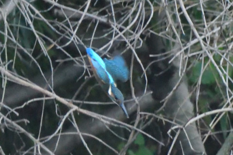 トリミング 2020/8月 SIGMA150-600C+D500 600mm F6.3 ss1/800 ISO4000