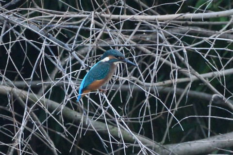 トリミング 2020/8月 SIGMA150-600C+D500 600mm F6.3 ss1/160 ISO1400