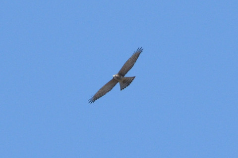 トリミング 2020/8月 SIGMA150-600C+D500 600mm F8 ss1/1250 ISO280 AF-C シングル