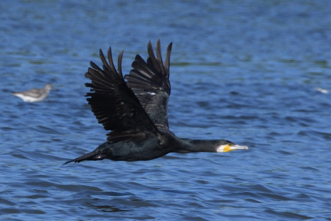 2020/8月 SIGMA150-600C+D500 600mm F8 ss1/1250 ISO560 AF-C シングル