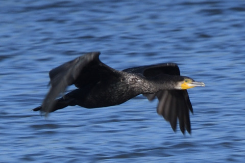 トリミング 2020/8月 SIGMA150-600C+D500 600mm F8 ss1/400 ISO160 AF-C シングル