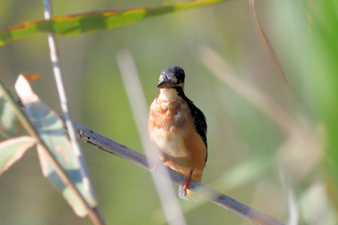 トリミング 2020/8月 SIGMA150-600C+D500 600mm F8 ss1/320 ISO450