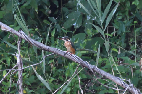 トリミング 2020/8月 SIGMA150-600C+D500 600mm F8 ss1/320 ISO4000