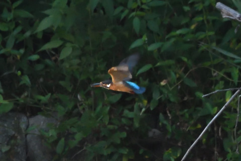 トリミング 2020/8月 SIGMA150-600C+D500 600mm F8 ss1/1250 ISO4000 AF-C シングル