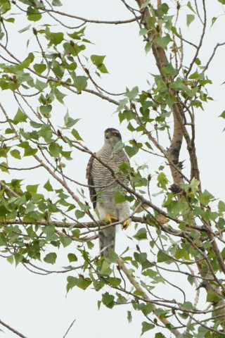 トリミング 2020/9月 SIGMA150-600C+D500 600mm F8 ss1/500 ISO1400