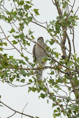 トリミング 2020/9月 SIGMA150-600C+D500 600mm F8 ss1/500 ISO1600
