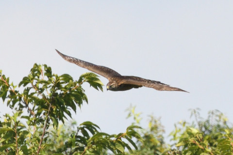 トリミング 2020/9月 SIGMA150-600C+D500 600mm F8 ss1/1600 ISO1000 AF-C シングル