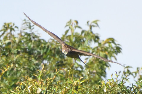 トリミング 2020/9月 SIGMA150-600C+D500 600mm F8 ss1/1600 ISO3200 AF-C シングル
