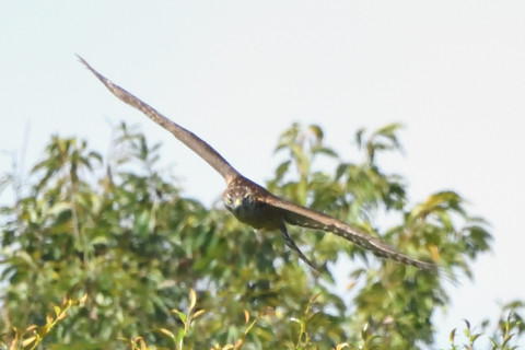 トリミング 2020/9月 SIGMA150-600C+D500 600mm F8 ss1/1600 ISO3200 AF-C シングル