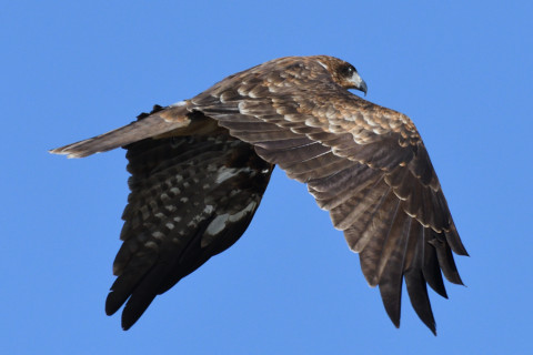 トリミング 2020/9月 SIGMA150-600C+D500 600mm F8 ss1/1600 ISO560 AF-C シングル