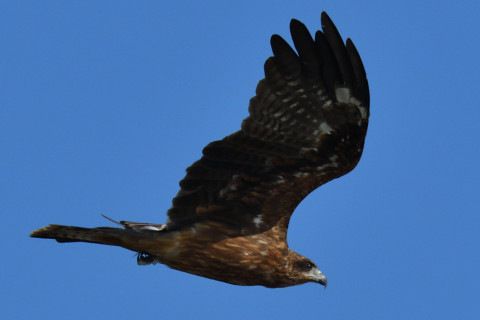 トリミング 2020/9月 SIGMA150-600C+D500 600mm F8 ss1/1600 ISO400 AF-C シングル
