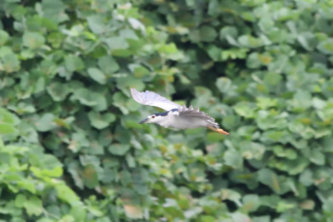 トリミング 2020/9月 SIGMA150-600C+D500 600mm F8 ss1/1250 ISO3200 AF-C シングル