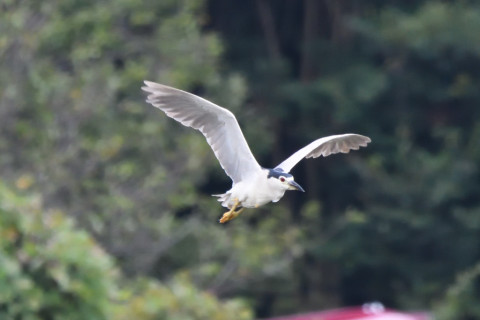 トリミング 2020/9月 SIGMA150-600C+D500 600mm F8 ss1/1250 ISO3200 AF-C シングル