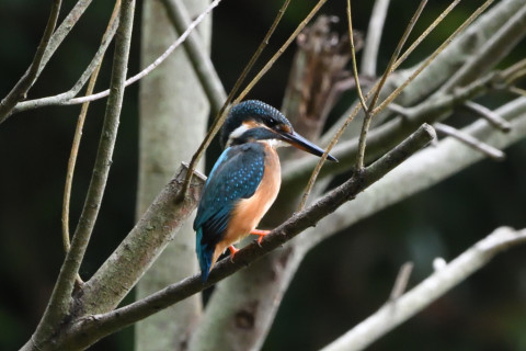 トリミング 2020/9月 SIGMA150-600C+D500 600mm F8 ss1/200 ISO3200