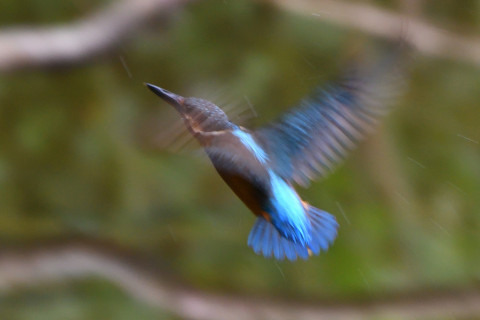 トリミング 2020/9月 SIGMA150-600C+D500 600mm F6.3 ss1/200 ISO1250 AF-C シングル 