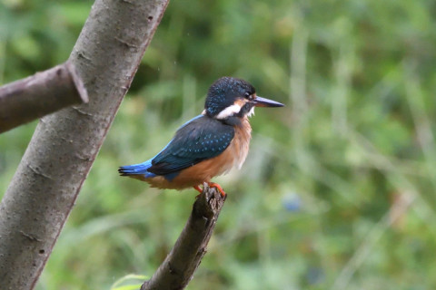 トリミング 2020/9月 SIGMA150-600C+D500 600mm F8 ss1/640 ISO4000