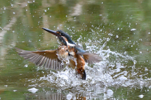 トリミング 2020/9月 SIGMA150-600C+D500 600mm F8 ss1/1000 ISO4000 AF-C シングル