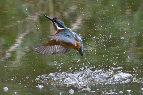 トリミング 2020/9月 SIGMA150-600C+D500 600mm F8 ss1/1000 ISO3200 AF-C シングル