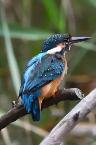 トリミング 2020/9月 SIGMA150-600C+D500 600mm F8 ss1/1000 ISO4000