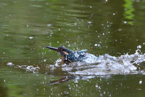 トリミング 2020/9月 SIGMA150-600C+D500 600mm F8 ss1/1000 ISO4000