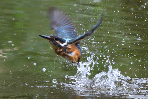 トリミング 2020/9月 SIGMA150-600C+D500 600mm F8 ss1/1000 ISO4000