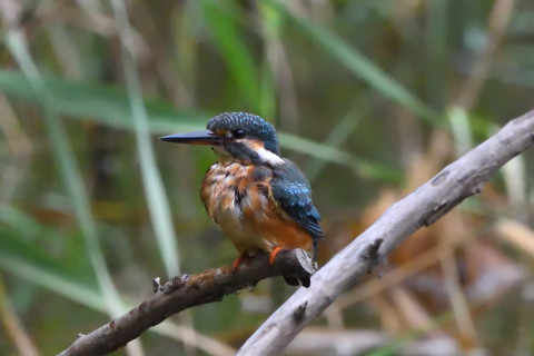 トリミング 2020/9月 SIGMA150-600C+D500 600mm F8 ss1/1250 ISO4000 AF-C シングル