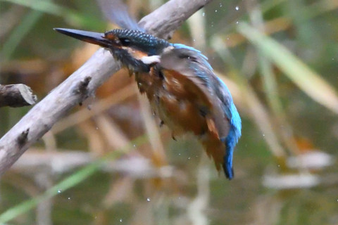 トリミング 2020/9月 SIGMA150-600C+D500 600mm F8 ss1/1250 ISO4000 AF-C シングル