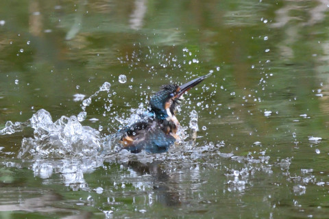 トリミング 2020/9月 SIGMA150-600C+D500 600mm F8 ss1/1250 ISO4000 AF-C シングル