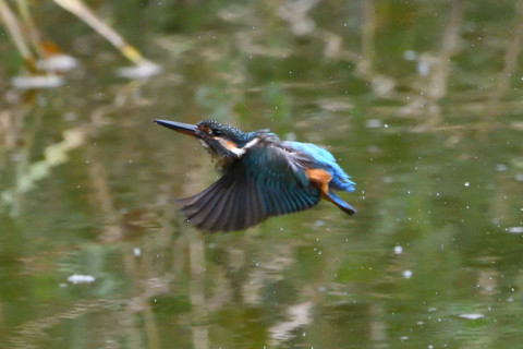 トリミング 2020/9月 SIGMA150-600C+D500 600mm F8 ss1/1250 ISO4000 AF-C シングル