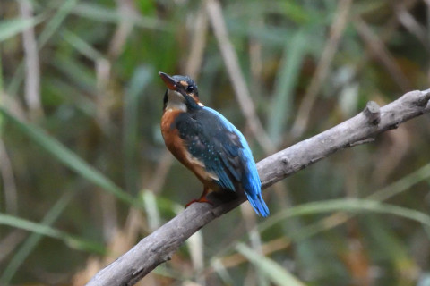 トリミング 2020/9月 SIGMA150-600C+D500 600mm F8 ss1/1250 ISO4000 AF-C シングル