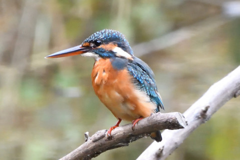 トリミング 2020/9月 SIGMA150-600C+D500 600mm F8 ss1/1250 ISO2800