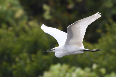 トリミング 2020/9月 SIGMA150-600C+D500 600mm F8 ss1/1250 ISO900 AF-C シングル