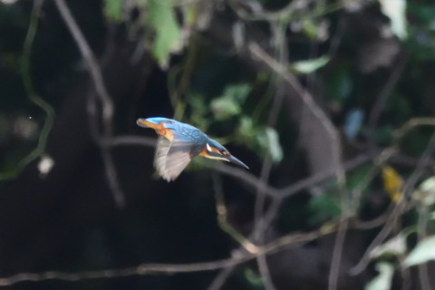 トリミング 2020/9月 SIGMA150-600C+D500 600mm F8 ss1/1250 ISO4000 AF-C シングル