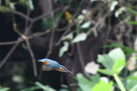 トリミング 2020/9月 SIGMA150-600C+D500 600mm F8 ss1/1250 ISO4000 AF-C シングル