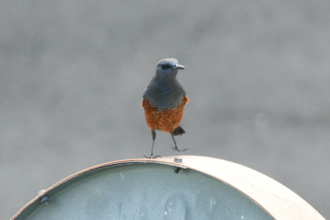 トリミング 2020/9月 SIGMA150-600C+D500 600mm F8 ss1/800 ISO2200