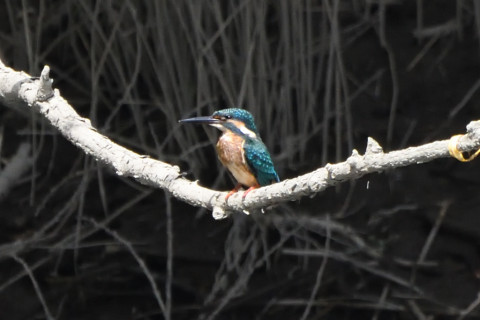 トリミング 2020/9月 SIGMA150-600C+D500 600mm F8 ss1/1600 ISO2500