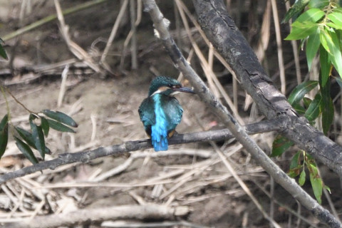 トリミング 2020/9月 SIGMA150-600C+D500 600mm F8 ss1/500 ISO560