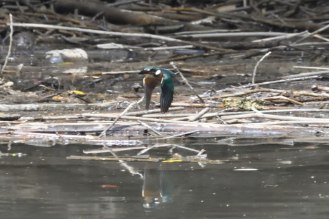 トリミング 2020/9月 SIGMA150-600C+D500 600mm F8 ss1/1600 ISO4000 AF-C シングル