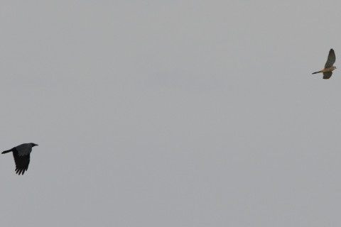 トリミング 2020/9月 SIGMA150-600C+D500 600mm F8 ss1/800 ISO450 AF-C シングル