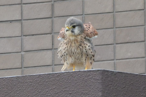 トリミング 2020/9月 SIGMA150-600C+D500 600mm F8 ss1/800 ISO2200