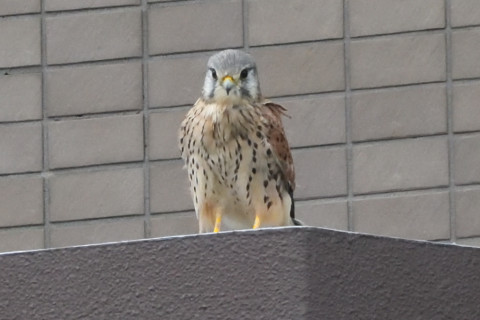 トリミング 2020/9月 SIGMA150-600C+D500 600mm F8 ss1/1600 ISO4000