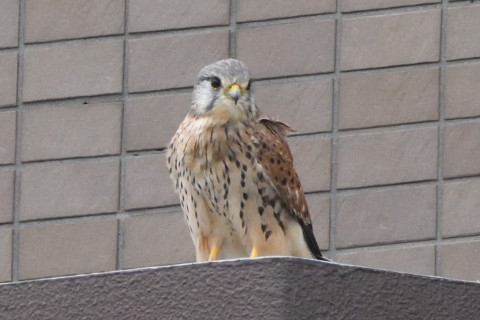 トリミング 2020/9月 SIGMA150-600C+D500 600mm F8 ss1/1250 ISO2800