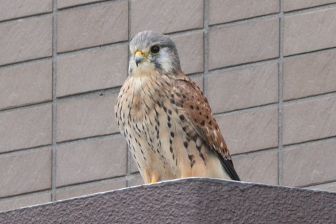 トリミング 2020/9月 SIGMA150-600C+D500 600mm F8 ss1/320 ISO800