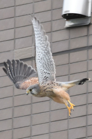 トリミング 2020/9月 SIGMA150-600C+D500 600mm F8 ss1/1250 ISO4000 AF-C シングル