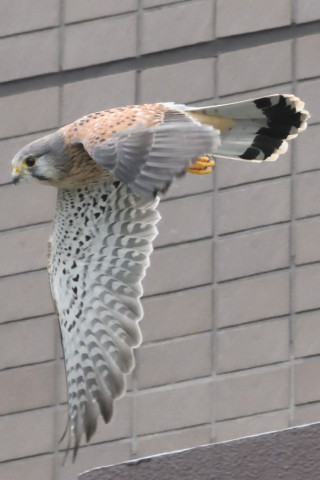 トリミング 2020/9月 SIGMA150-600C+D500 600mm F8 ss1/1250 ISO4000 AF-C シングル