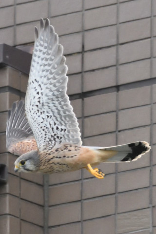 トリミング 2020/9月 SIGMA150-600C+D500 600mm F8 ss1/1250 ISO3600 AF-C シングル