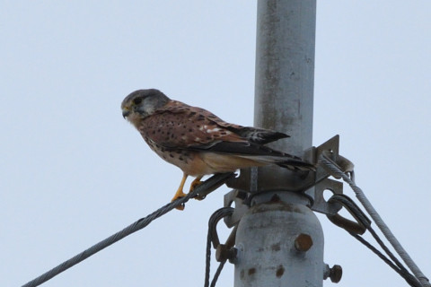 トリミング 2020/9月 SIGMA150-600C+D500 600mm F8 ss1/1250 ISO800