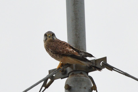 トリミング 2020/9月 SIGMA150-600C+D500 600mm F8 ss1/1600 ISO800